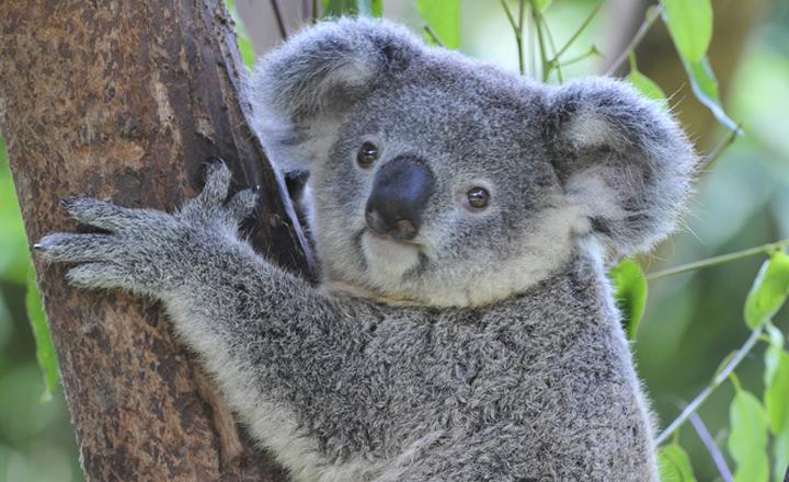 コアラがユーカリを食べられる理由は 子供は袋に入っている 由来を調べるドットコム