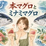 本マグロとミナミマグロを見比べるゆらの水彩イラスト