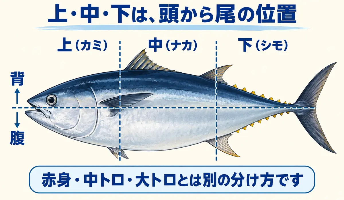 マグロの背と腹、上・中・下の位置を示す図