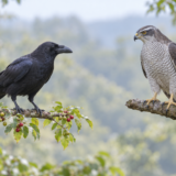 枝にとまるカラスとオオタカを並べた比較イメージ